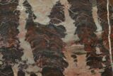 Polished Stromatolite (Inzeria) Section -Alice Springs, Australia #129171-1